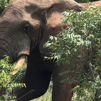elephant behind trees